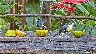 Spotcrowned Barbets Make an Uncommon Visit Till Scared Off By Blackchested Jay Nov 6 2022 [upl. by Hazeghi]