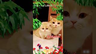 Arabic alphabet 🌹 alifunba quran learnquranicarabic cat cute foryou youtubeshorts shorts [upl. by Enajaras]