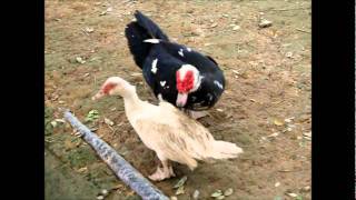 Muscovy Ducks Forced Mating  Zenxin Organic Park [upl. by Darbie686]