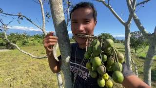 Collecting and Eating Wild Fruits From Jungle  Wild Fruits of Our Village  Village Life [upl. by Elli16]