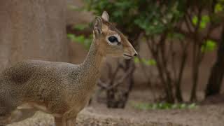 Click Click to Learn More About the Dikdik [upl. by Sirrep]