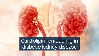 Abnormal remodeling of cardiolipin promotes podocyte mitochondrial injury in diabetic kidney disease [upl. by Ahsinned]