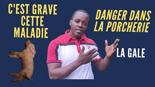 ATTENTION  cette maladie est très grave CHEZ les porcs [upl. by Ytirahs]