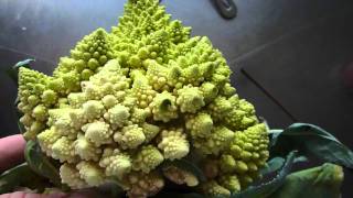 Romanescu  Romanesco broccoli  kinda Cauliflower [upl. by Astto]