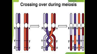 Crossing over mechanism in microorganism I [upl. by Eldon]