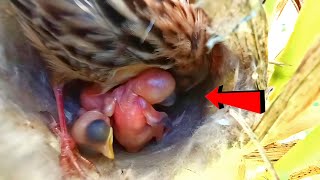 Zitting cisticola bird repairing the nest AnimalsandBirds107 [upl. by Sunshine178]