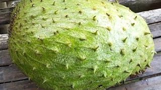 10 HEALTH BENEFITS OF GUYABANO FRUIT I Vlog32 [upl. by Odoric]