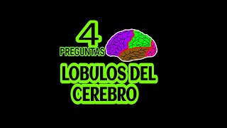 ¿Cuántos lóbulos tiene el cerebro 👨‍⚕️ estudiantesdemedicina [upl. by Burr]