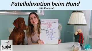 Bellini Hundephysio Patellaluxation beim Hund inkl Übungen [upl. by Asinet20]