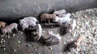 Sow farrows 20 Piglets in Nigeria [upl. by Barnum187]