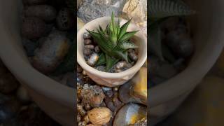 Haworthia limifolia easy care succulents  gardeningaesthetics succulentcare succulent [upl. by Seniag733]