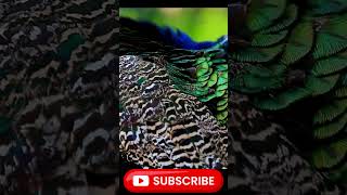 Peafowl Bird SoundsCall peacock birds amazing TheOrnithology [upl. by Akirdna]