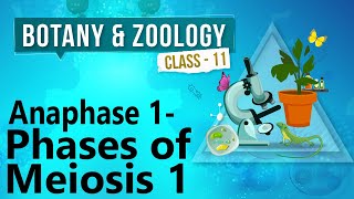 Anaphase 1  Phases of Meiosis 1  Cell Division  Biology Class 11 [upl. by Michelsen]