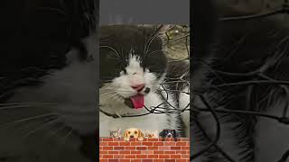 Can They Make It Heroic Effort to Save Cat Trapped in Tight Net animals [upl. by Hgeilyak]