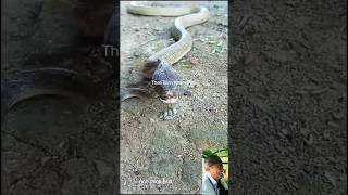 Tại sao cho rắn hổ chúa nuôi ăn rắn chết shortvideo snake thưgiãn kingcobra [upl. by Fischer]