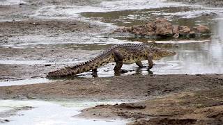 Crocodile Walking [upl. by William156]