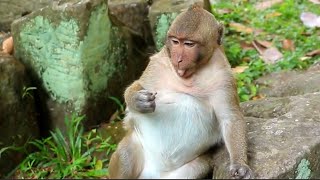 Fat monkey Sweet Pea finding food [upl. by Manfred]