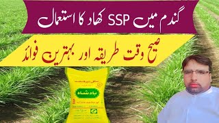 Use of Single Super Phosphate SSP ka Estimal Ghulam Shabeer Velogs [upl. by Wolfson]