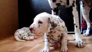 dalmatian puppies 45 weeks [upl. by Atineb]