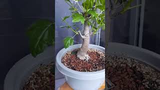 LIQUIDAMBAR PRE BONSAI [upl. by Paresh]