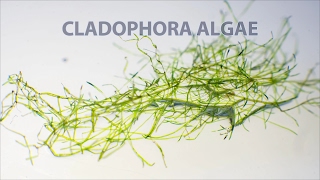 Водоросль кладофора в аквариуме Cladophora algae [upl. by Rothenberg]