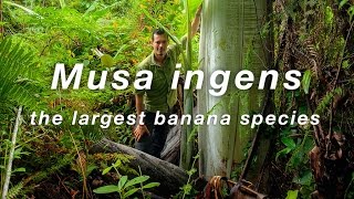 Worlds largest banana species Musa Ingens giant banana filmed in Indonesian New Guinea [upl. by Aohsoj]