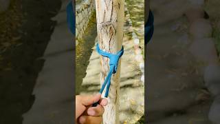 Tree anchorcamping adventure nature knottying knots knotskill [upl. by Nicoli760]