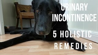 Urinary Incontinence in Dogs 5 Holistic Remedies [upl. by Ennairol]