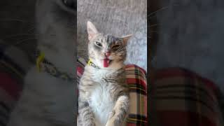 cats animals comedy funny best shorts [upl. by Bernadette]