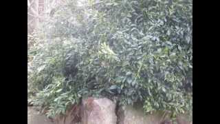 How to prune Sarcococca or Christmas Box [upl. by Eeraj678]