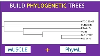 Build Phylogenetic trees with MUSCLE and PhyML [upl. by Nisen]