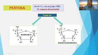 ÁCIDOS NUCLEICOS  NUCLEÓTIDOS  Mg KAREN KELLY ENRIQUEZ SAAVEDRA [upl. by Suhail]