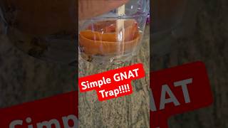 I made this simple GNAT trap and it works gnat gnats trap exterminator natural [upl. by Viola]