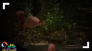 Meet a gay Flamingo couple at the Denver Zoo who are living their best lives [upl. by Airec]