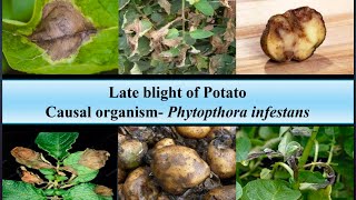 LATE BLIGHT OF POTATO Phytophthora infestans [upl. by Ardiedak]