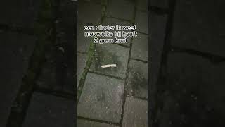 Illegaal vuurwerk afsteken in het buitenland allemaal 4 gram [upl. by Deelaw817]