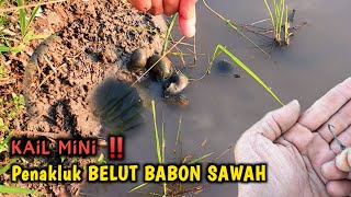 PANCING MINI BERKOLONG ‼️AMPUH TAKLUKAN BELUT MANDAHONG [upl. by Aehsel805]