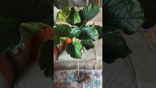 Ficus Umbellata repot part 1 plants ficusplant [upl. by Bellamy]