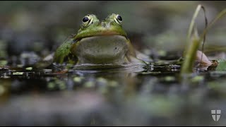 Amphibien in Wien [upl. by Valdes]