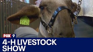 4H livestock show at MN State Fair [upl. by Buzzell]