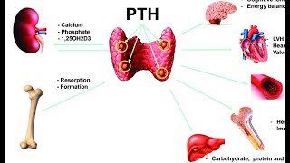 Utility of Testing Fibroblast Growth Factor 23 in Patients with Chronic Kidney Disease [upl. by Damha]