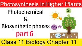 06 Photochemical and biosynthetic phases in bengali [upl. by Auqinal537]