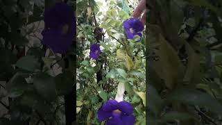 Thunbergia flowers Neelkantha [upl. by Nelyt356]