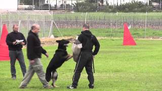 Israel working dog sport club IPO2 trial 250113 [upl. by Lebasi807]