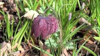 ポール・スミザー Fritillaria meleagris フリチラリア メレアグリス [upl. by Tnairb]