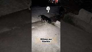 BILISAN MO BLACKIEdogs dogshorts doglover straydogs [upl. by Hoeg223]