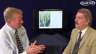 Importance of septoria control [upl. by Noremac506]