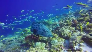 Aldabra Expedition by Calum Ferguson  with Silhouette Cruises Seychelles [upl. by Haroved]