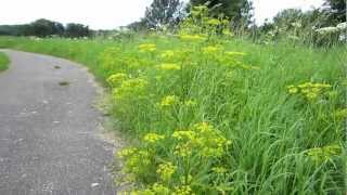 Wild parsnip Pastinaca sativa  20120804 [upl. by Veronika]