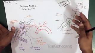 Axilla  Contents  Artery  Lymph Nodes  Detailed [upl. by Wren]